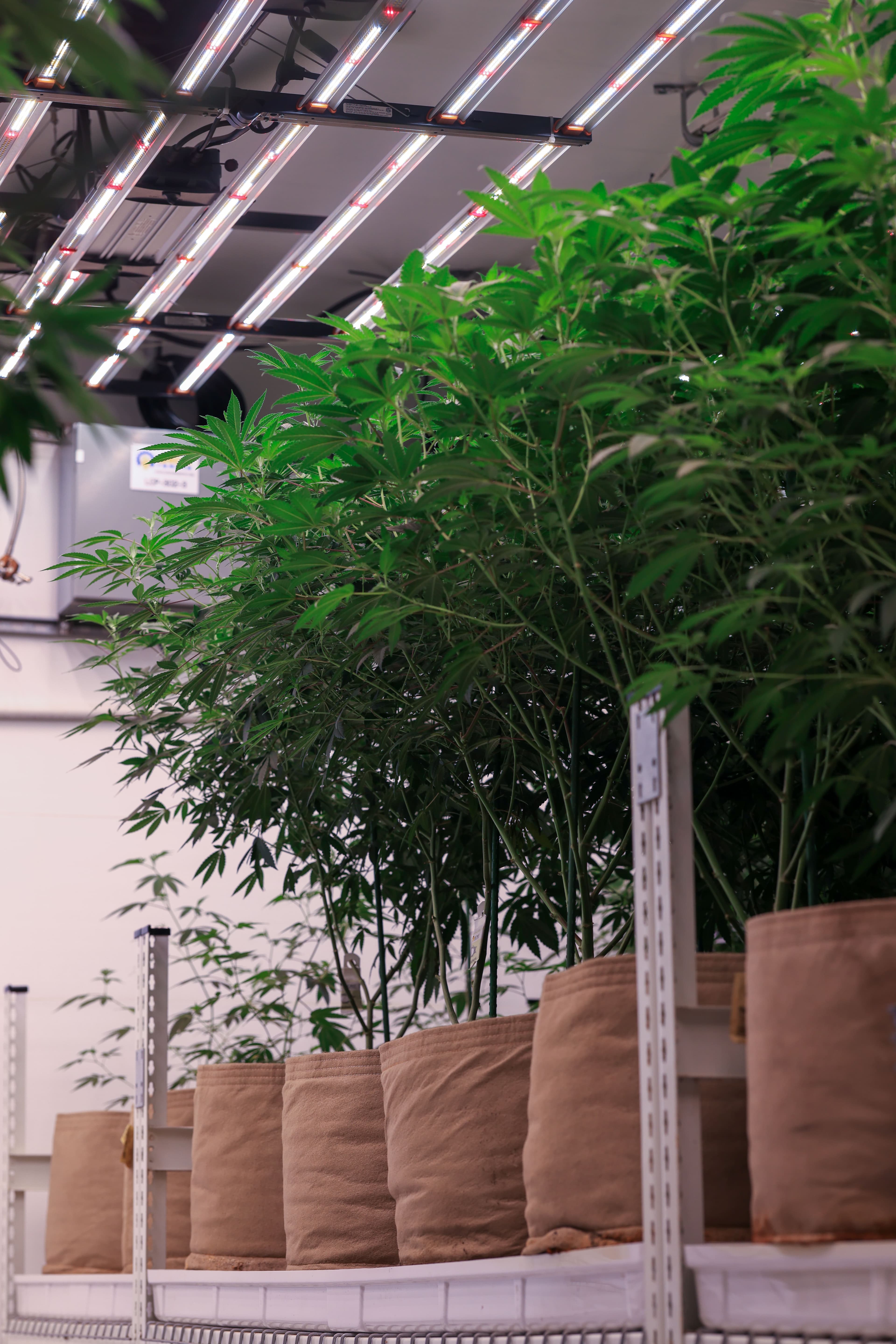Plant pots, Oakland facility